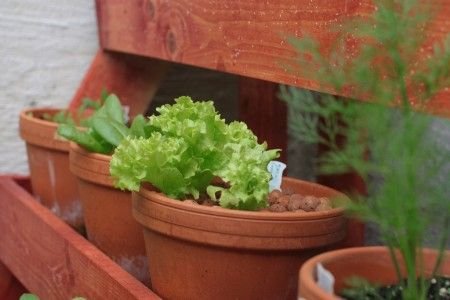 potted lettuce