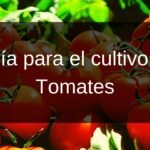 Guía para el cultivo de Tomates (Banner para blog)