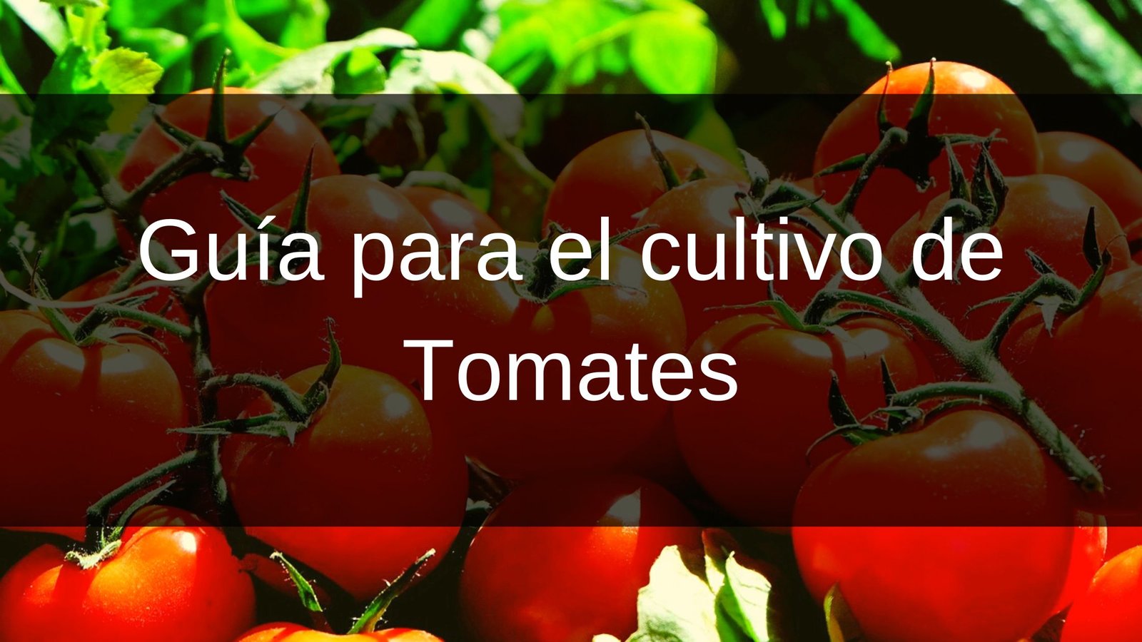 Guía para el cultivo de Tomates (Banner para blog)