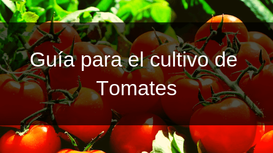 Guía para el cultivo de Tomates