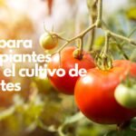 Guía para principiantes sobre el cultivo de Tomates (1)