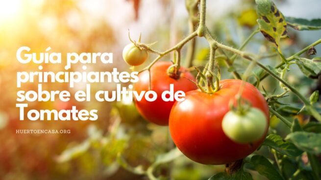 Guía para principiantes sobre el cultivo de Tomates (1)