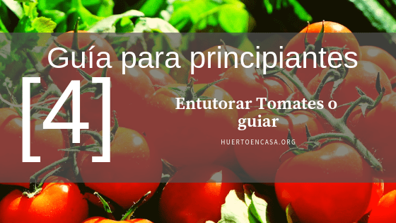 Guía para principiantes_ Entutorar Tomates o guiar [4]
