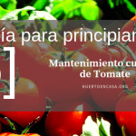 Guía para principiantes_ Mantenimiento cultivo de Tomate
