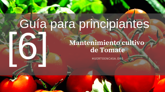 Guía para principiantes_ Mantenimiento cultivo de Tomate