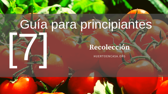 Guía para el cultivo de Tomates_ Recolección [7]