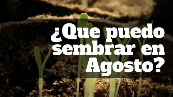 sembrar en agosto