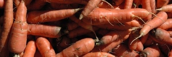 ¿Cuando se plantan zanahorias? 1