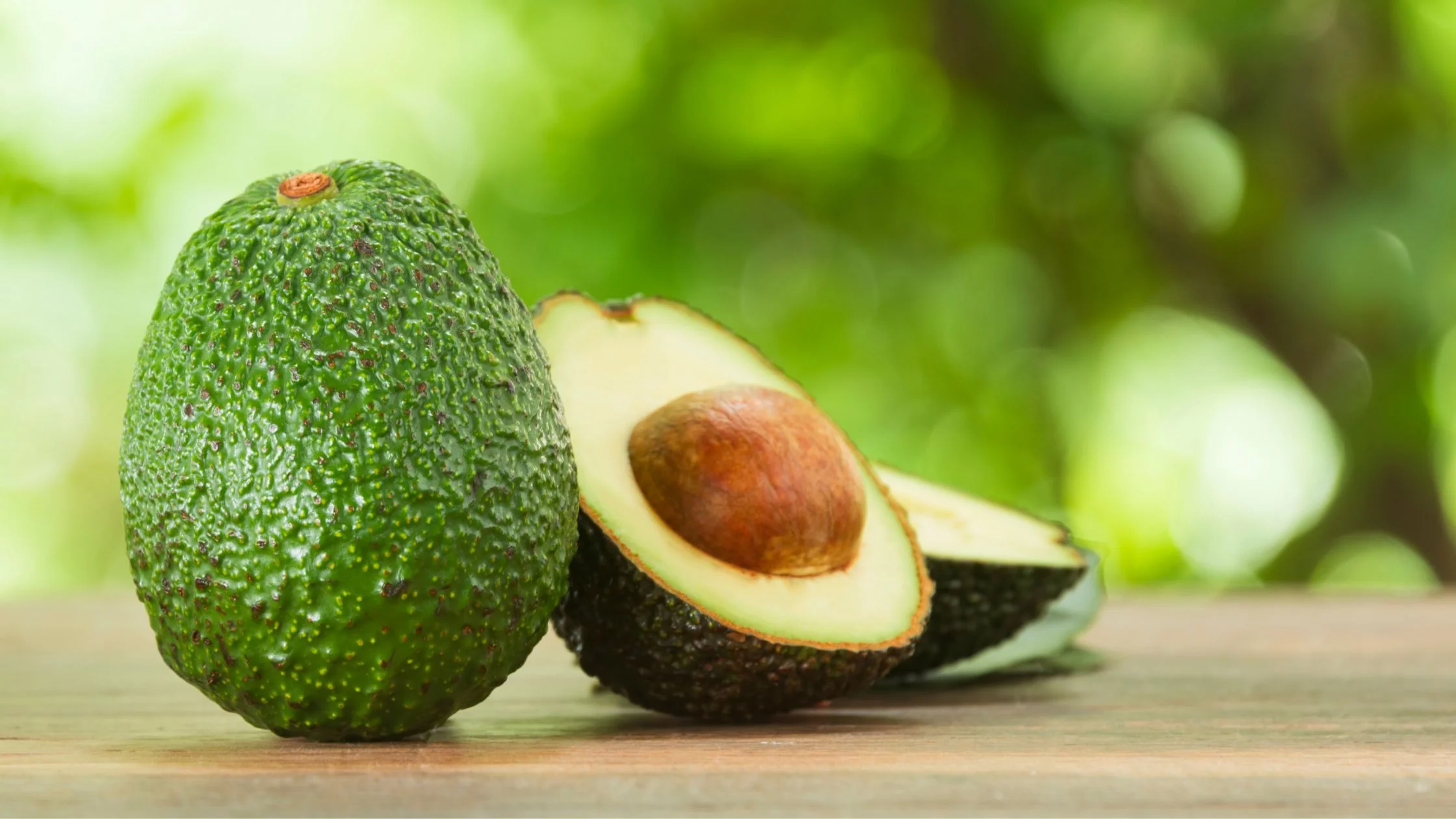 Como sembrar Aguacate en maceta