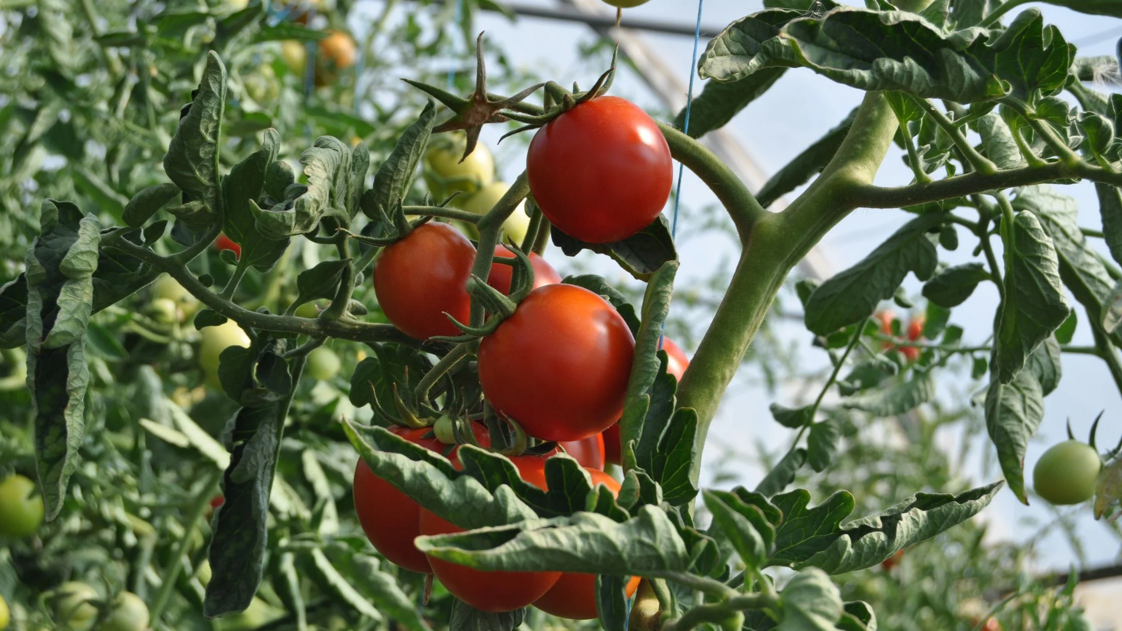 Manchas blancas en las hojas de las tomateras
