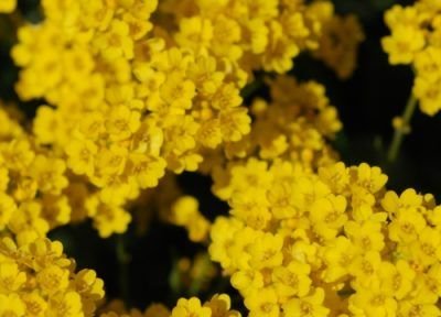 Equinoccio de primavera - Google lo celebra y nosotros tambien 4 primavera flor amarilla