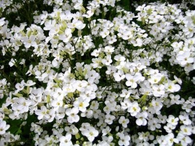 Equinoccio de primavera - Google lo celebra y nosotros tambien 2 primavera flor blanca
