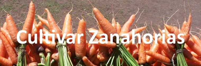 cultivar zanahorias