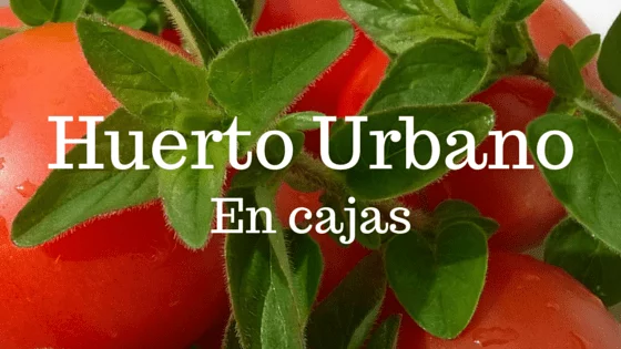Construyendo un Huerto Urbano con cajas