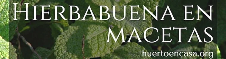 hierbabuena en macetas