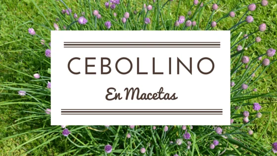 siembra de cebollino