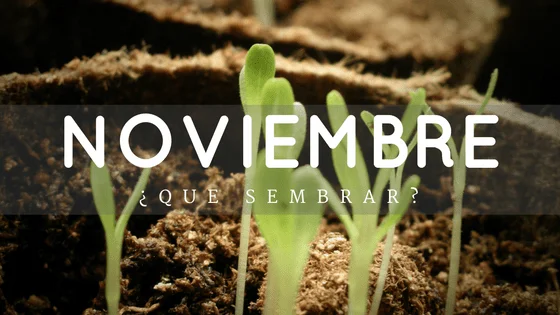 ¿Que puedes sembrar en Noviembre? 2 Noviembre