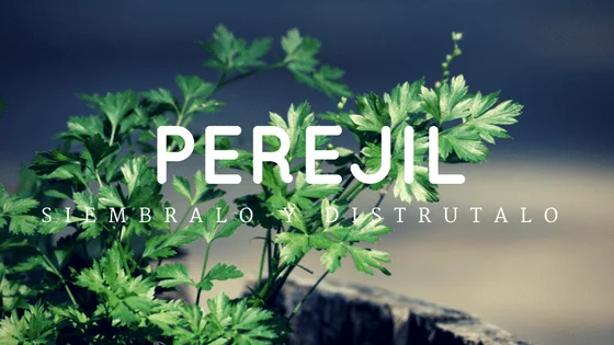 perejil