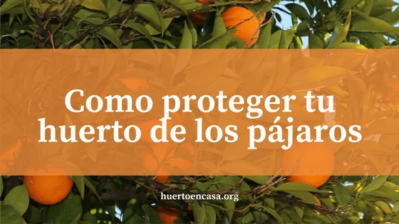 proteger huerto pájaros