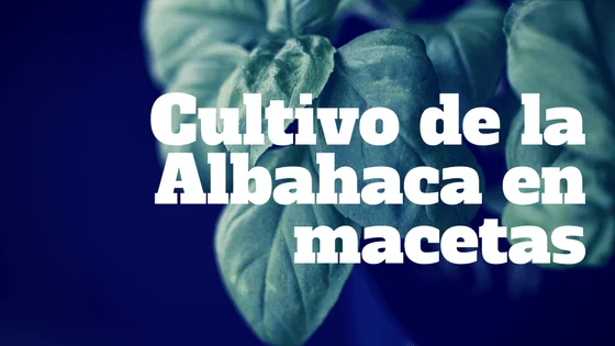 Cultivo de la Albahaca en macetas