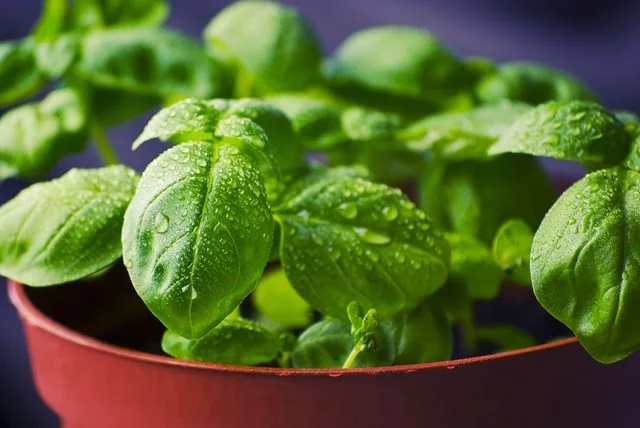 macetas albahaca