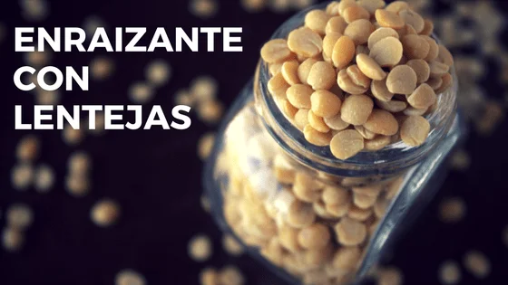 Enraizante con lentejas