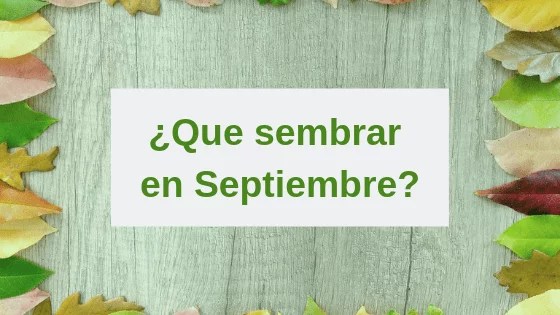 ¿Qué puedo sembrar en Septiembre en Extremadura? 14 Sembrar en septiembre