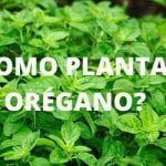 ¿Como plantar Orégano_