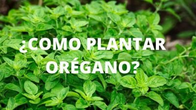 ¿Como plantar Orégano_