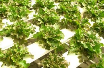 Cultivo Hidropónico casero de lechugas