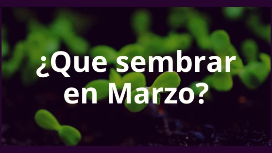 ¿Que sembrar en Marzo? 8 ¿Que sembrar en Marzo?