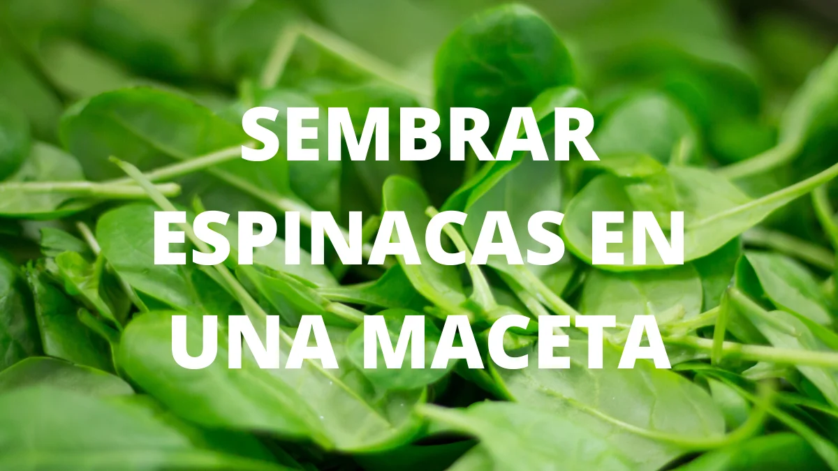Sembrar espinacas en una maceta