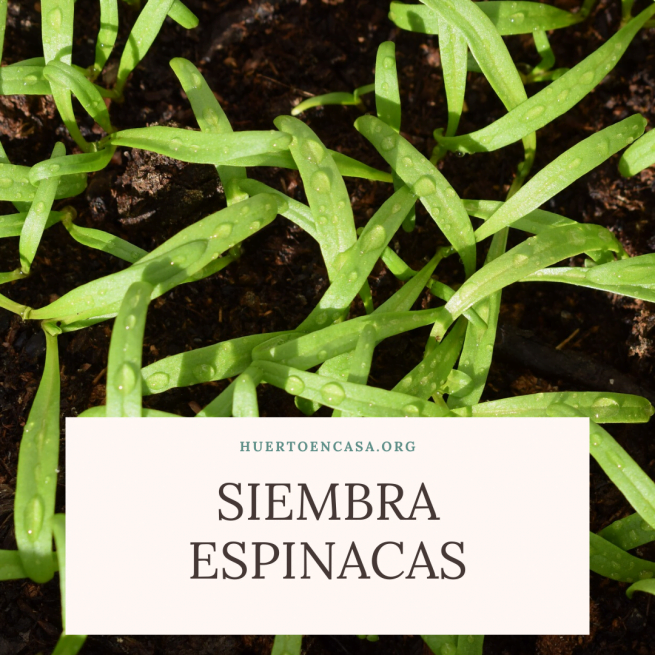 Como Saber Los Litros De Una Maceta