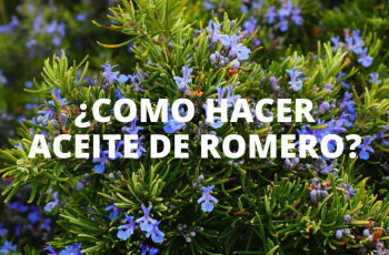 ¿Como hacer aceite de romero?