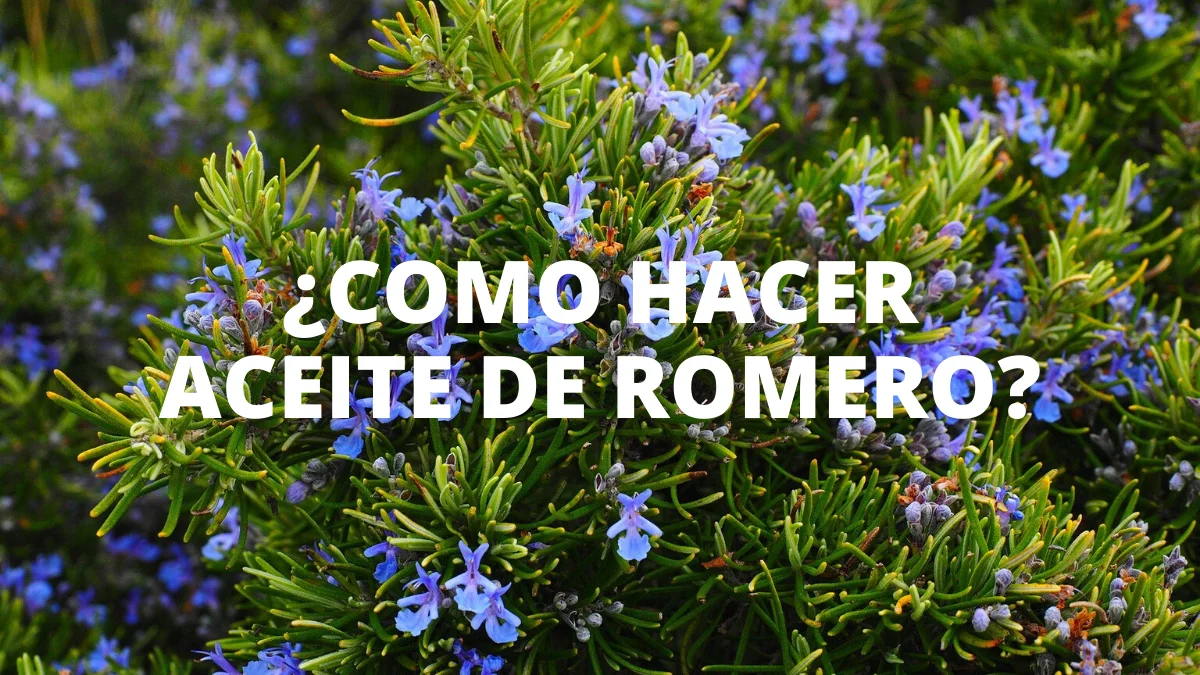 ¿Como hacer aceite de romero? 5 ¿Como hacer aceite de romero_