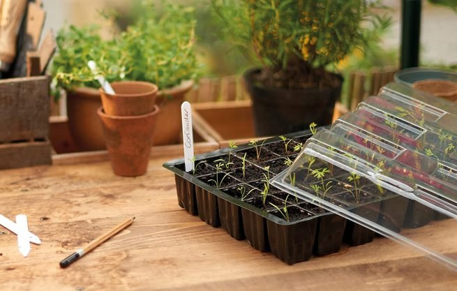 Gardman - set de cultivo para esquejes y semillas