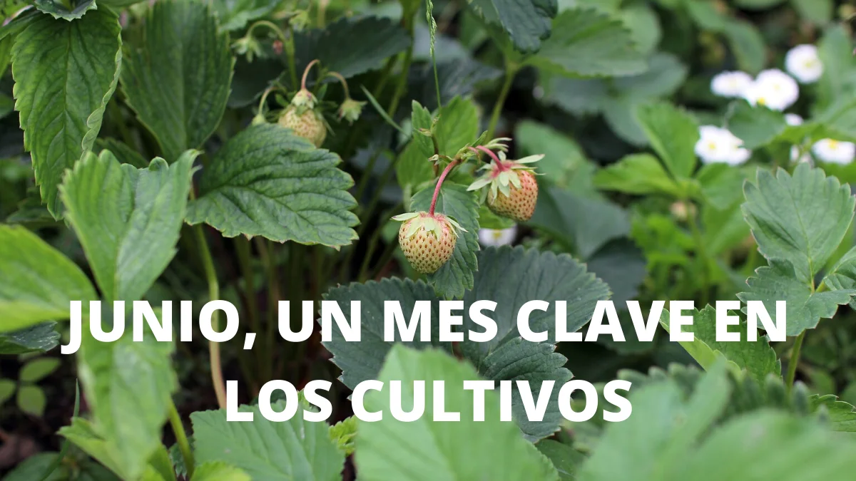 Junio, un mes clave en los cultivos 19 Junio, un mes clave en los cultivos