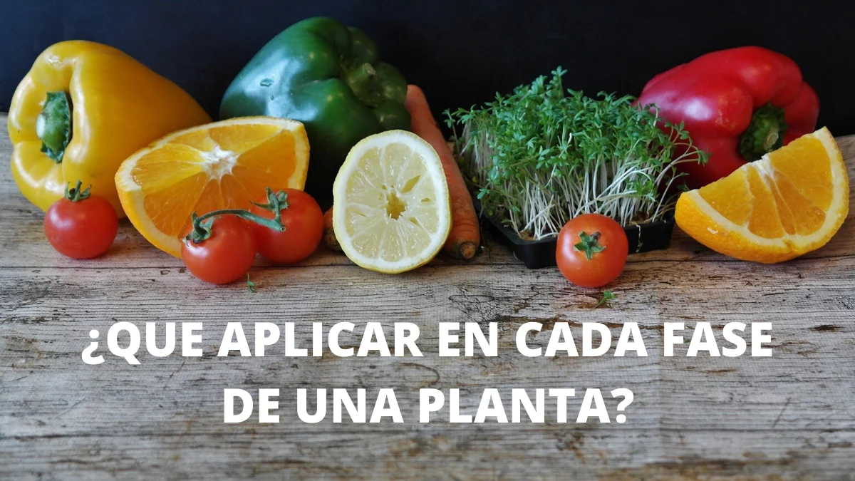 ¿Qué productos aplicar al cultivo según su etapa de crecimiento?