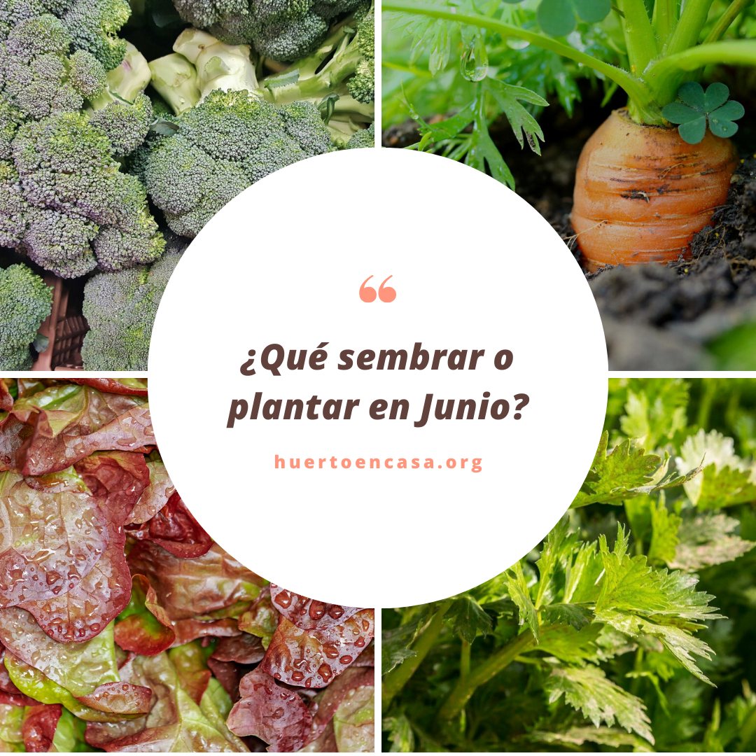 Junio, un mes clave en los cultivos 2 Junio, un mes clave en los cultivos 1