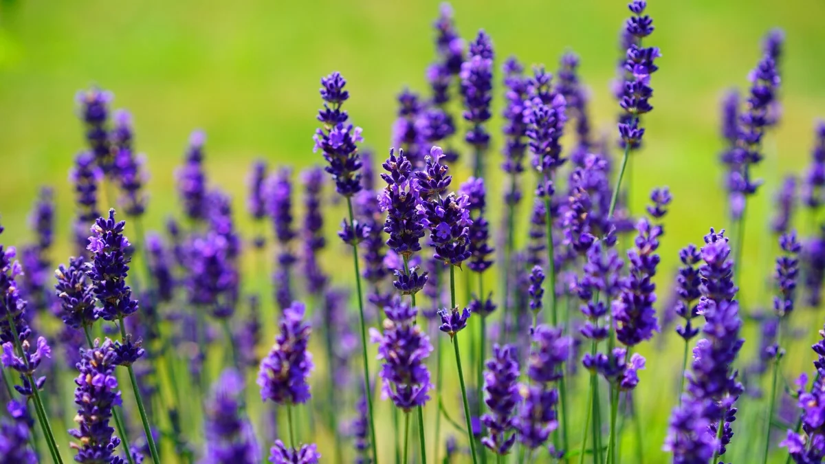 5 plantas para ahuyentar mosquitos y moscas