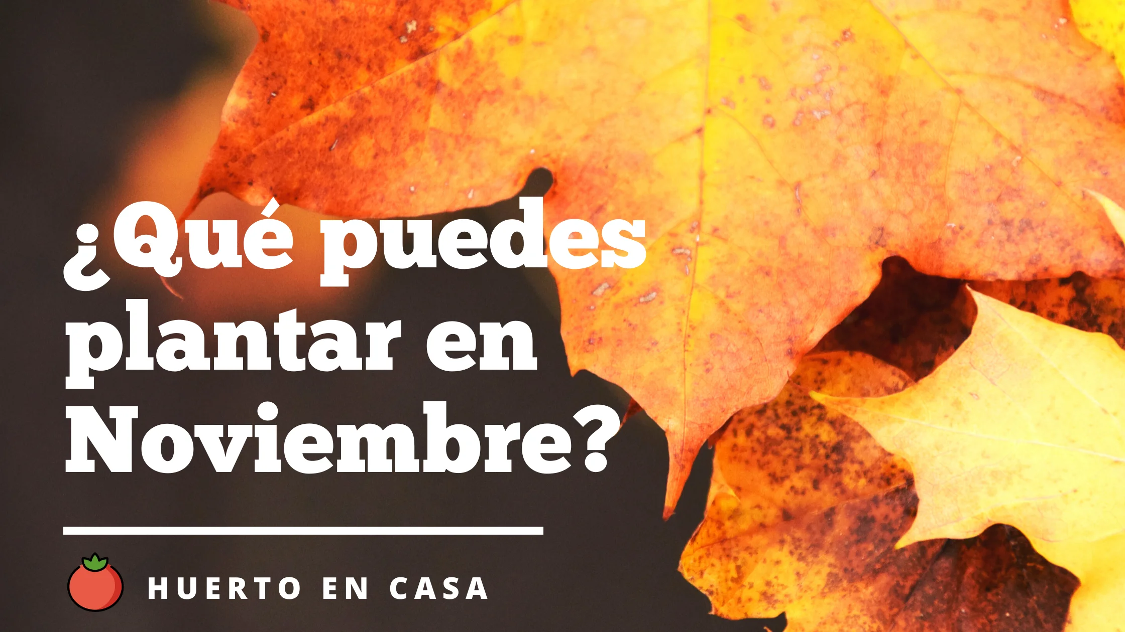 ¿Qué puedes plantar en Noviembre_