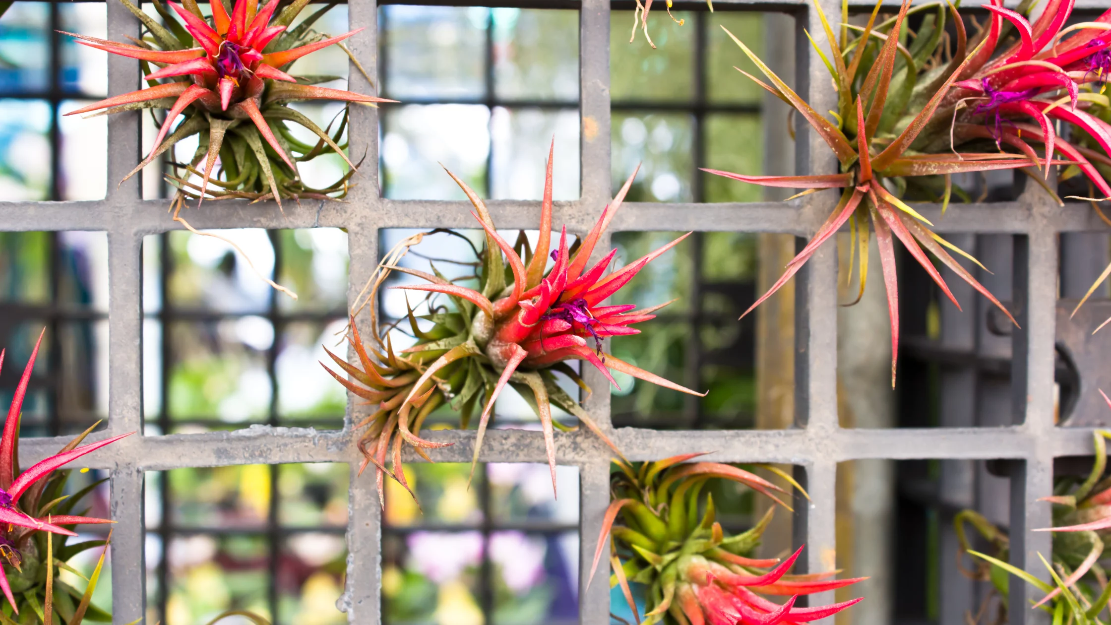 Tillandsias