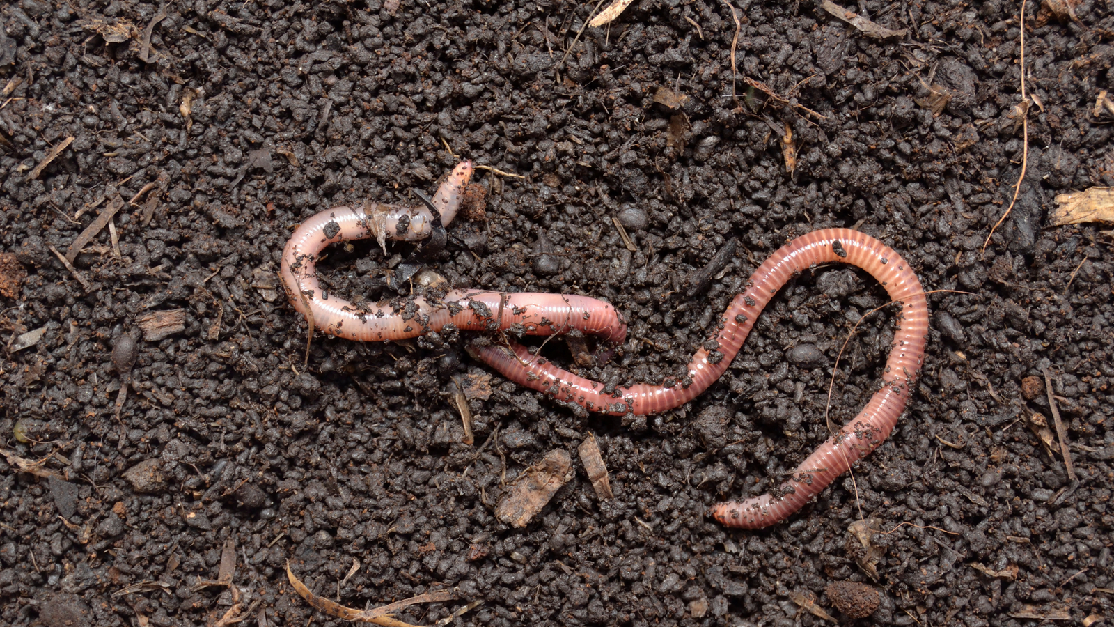 Los mejores fertilizantes naturales para tu huerto ecológico 3 Los mejores fertilizantes naturales para tu huerto ecológico 2