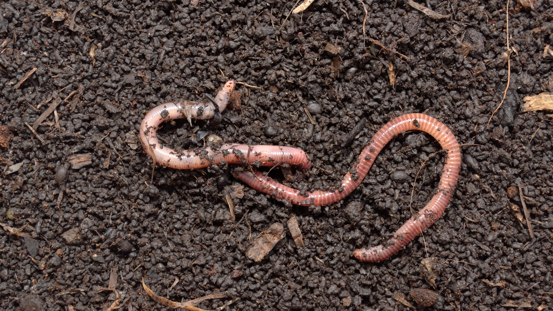 Los mejores fertilizantes naturales para tu huerto ecológico 2