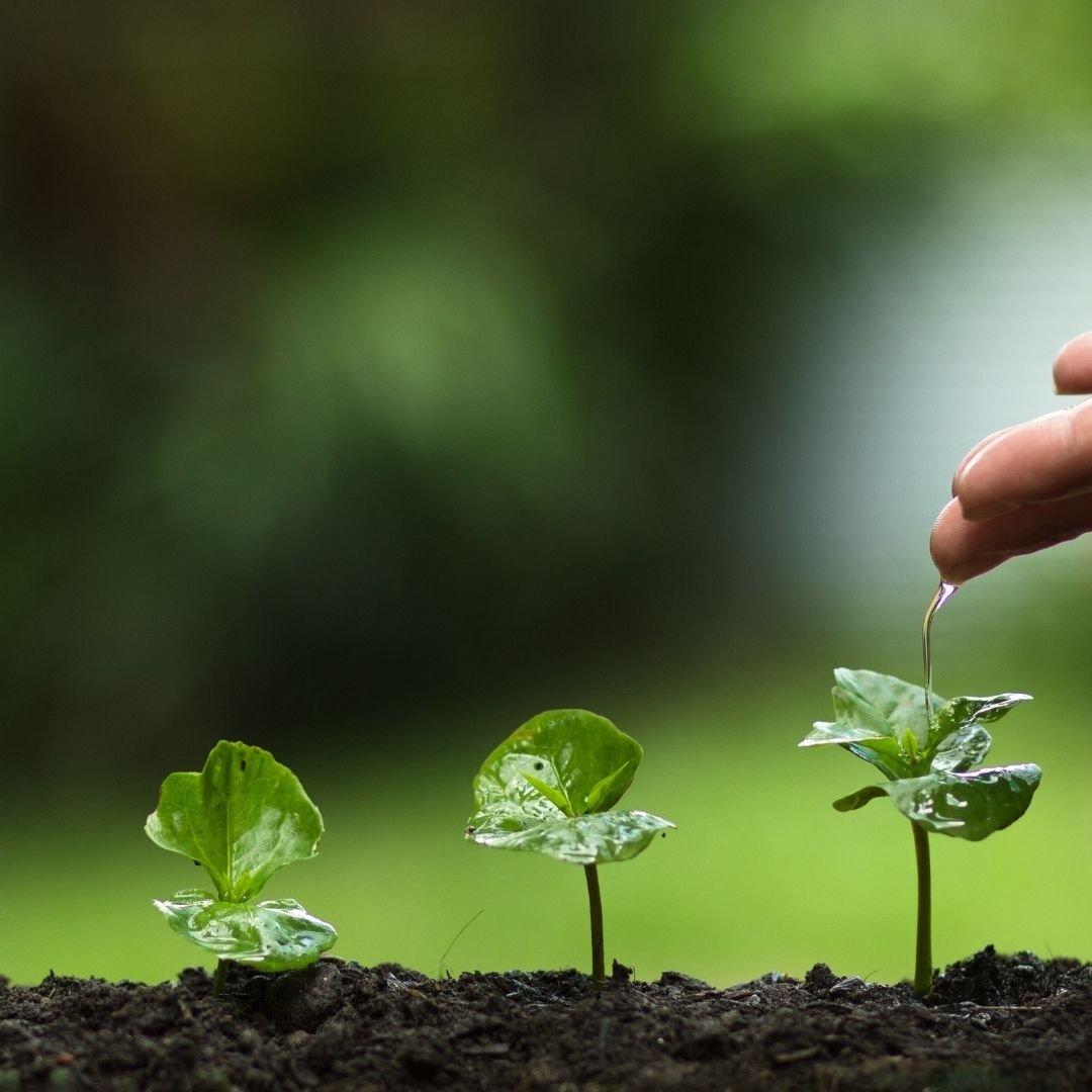 Cuidados del Jardín en Mayo 4 sembrar arboles