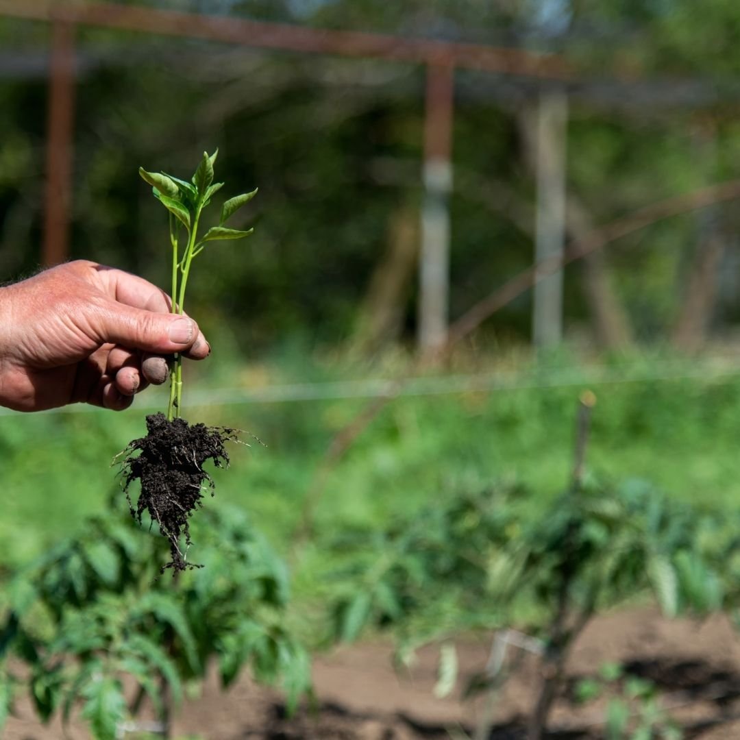 Cuidados del Jardín en Mayo 2 sembrar pimientos