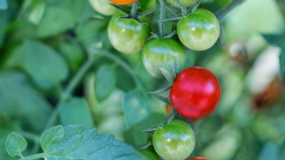 kit de cultivo Tomate Cherry