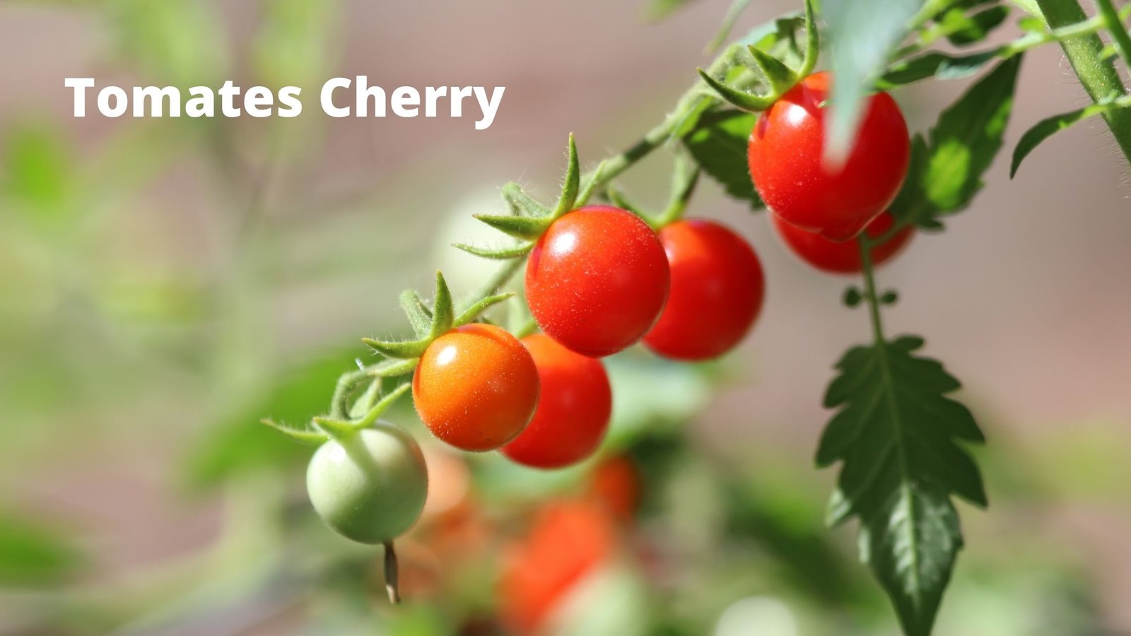 macetas para tomates cherry