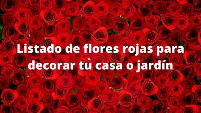 Listado de flores rojas para decorar tu casa o jardín 1
