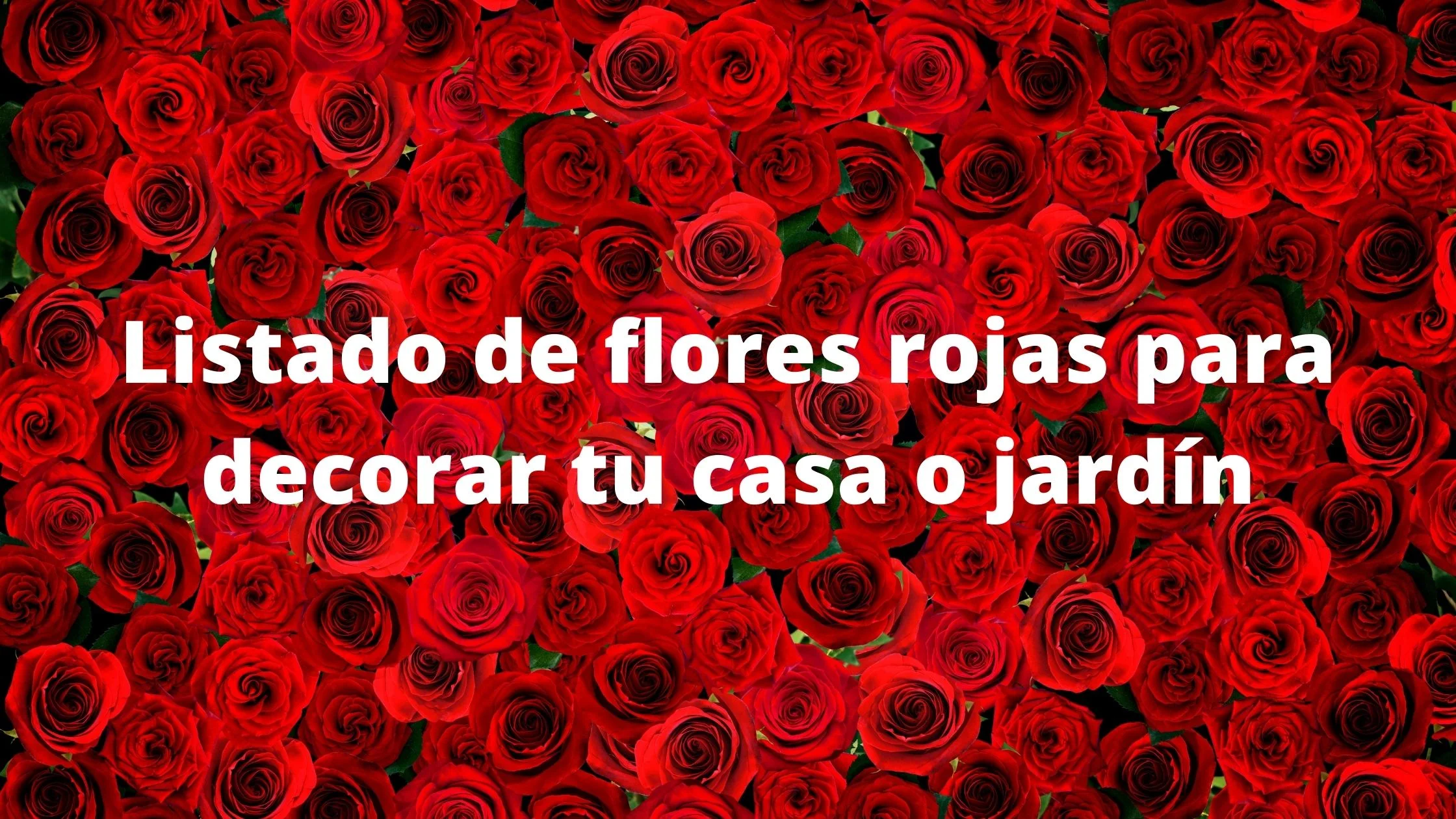 Listado de flores rojas para decorar tu casa o jardín